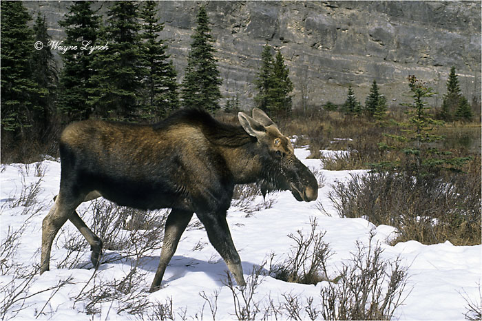 Bull Moose 115 by Dr. Wayne Lynch &copy;